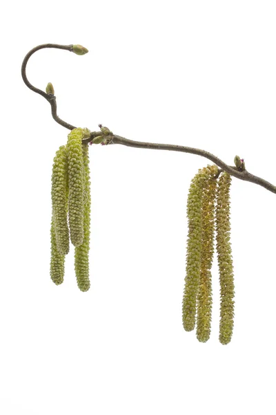 榛子榛子植物在春天的 catkins — 图库照片