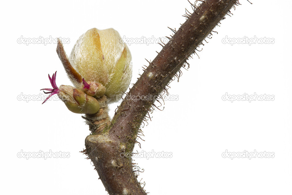 Spring branch with bud of a Corylus avellana plant