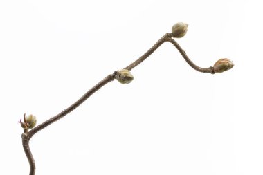 Bir tirbuşon fındık (Corylus avellana) bitki Bahar Dalı