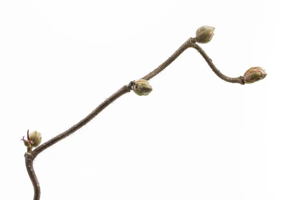 Spring branch of a corkscrew hazel (Corylus avellana) plant — Stock Photo, Image