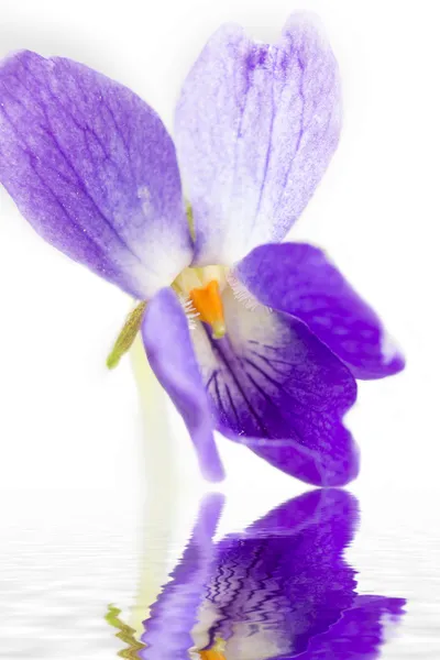 자주색 제비 꽃 (비올라 odorata), 근접 촬영 — 스톡 사진