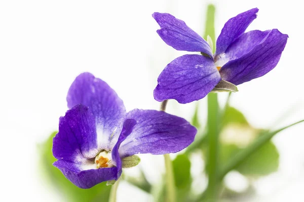 紫色のバイオレット (ビオラ odorata)、クローズ アップ — ストック写真