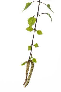 huş tomurcukları ve yaprakları ile genç Şubesi