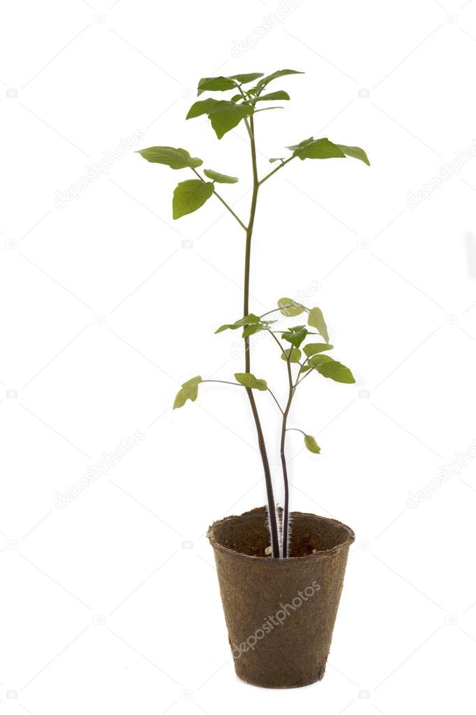 Tomato plant in a pot on white background