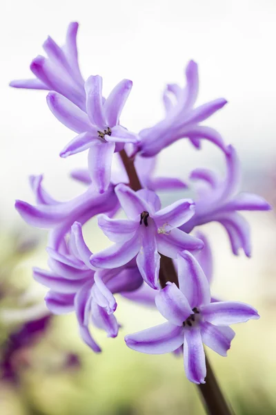Blooming Hyacinth — Stock Photo, Image