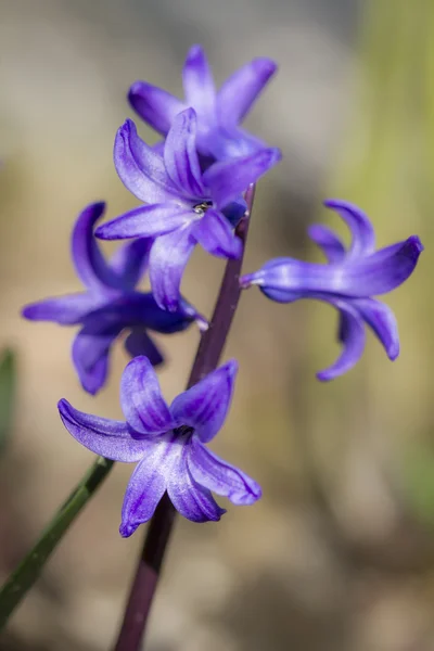 开花风信子 — 图库照片