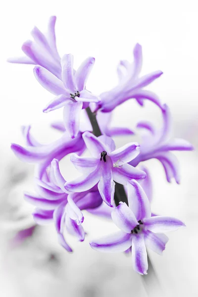 Virágzó Jácint — Stock Fotó