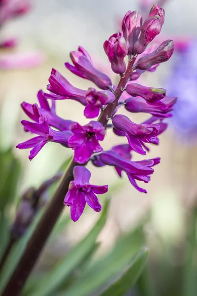 Kvetoucí Hyacint — Stock fotografie