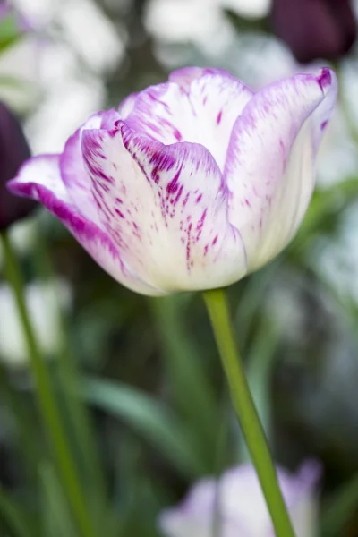 Тюльпан в саду з дрібних Фо — стокове фото