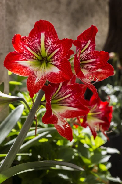 Amaryllis (Amaryllidaceae) flower in Greece — Stock Photo, Image