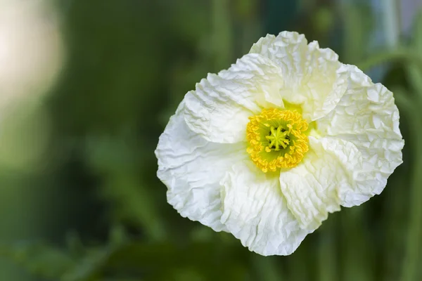 White Iceland poppy (Papaver nudicaule) — Stock Photo, Image