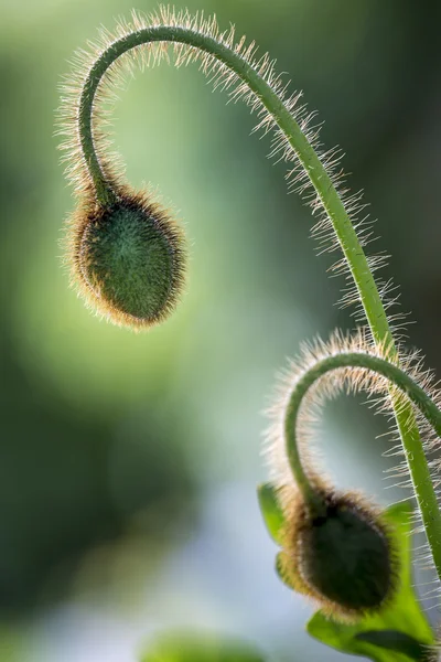 Iceland poppy (Papaver nudicaule) buds outside — Stock Photo, Image