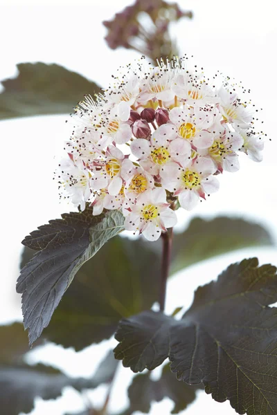 Blooming Ninebark (Physocarpus opulifolius) on white — Stock Photo, Image