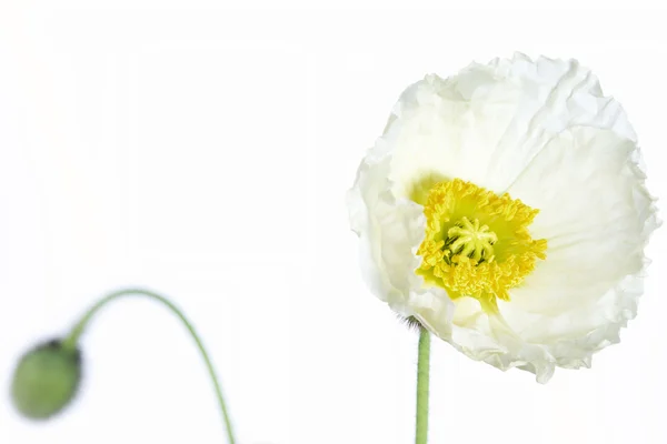 Coquelicot blanc d'Islande (Papaver nudicaule) sur blanc — Photo