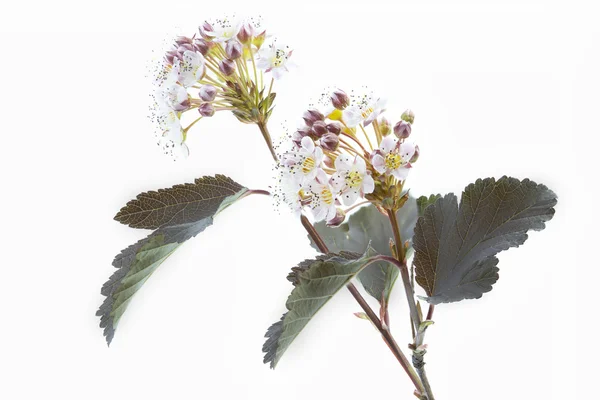 Ninebark Floreciente (Physocarpus opulifolius) sobre blanco — Foto de Stock