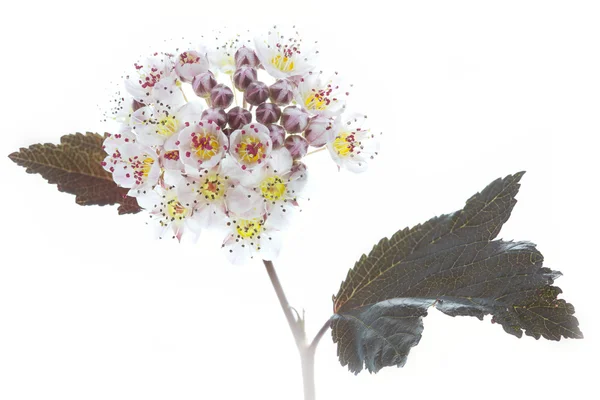 Цветущая Нинебарка (Physocarpus opulifolius) на белом — стоковое фото