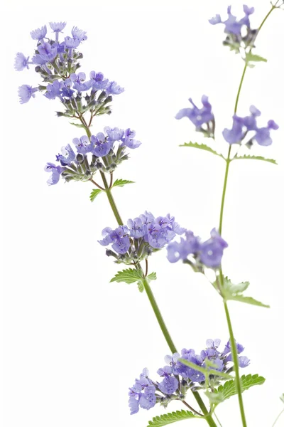 Fleurs de catnip (Nepeta cataria) sur fond blanc — Photo