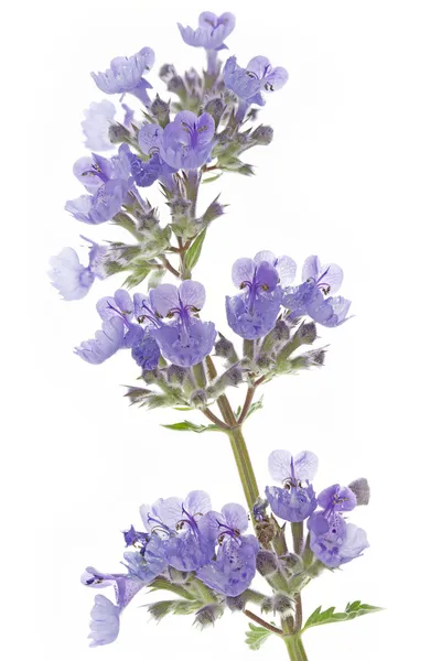 Kattmynta (Nepeta cataria) blommor på vit bakgrund — Stockfoto