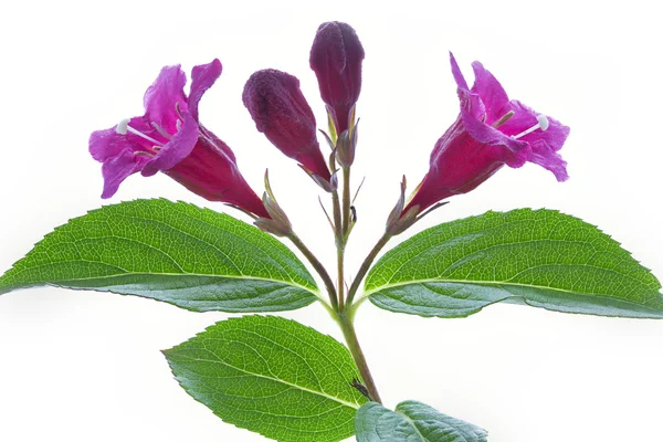 Flores cor de rosa (Weigela) isoladas sobre branco — Fotografia de Stock