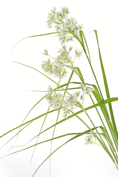Luzula nivea gras op witte achtergrond — Stockfoto