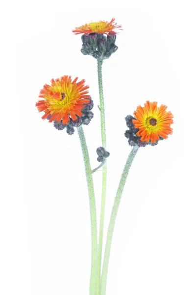Jastrzębiec pomarańczowy lub pomarańczowo Jastrzębiec kosmaczek kwiat (Jastrzębiec pomarańczowa) — Zdjęcie stockowe