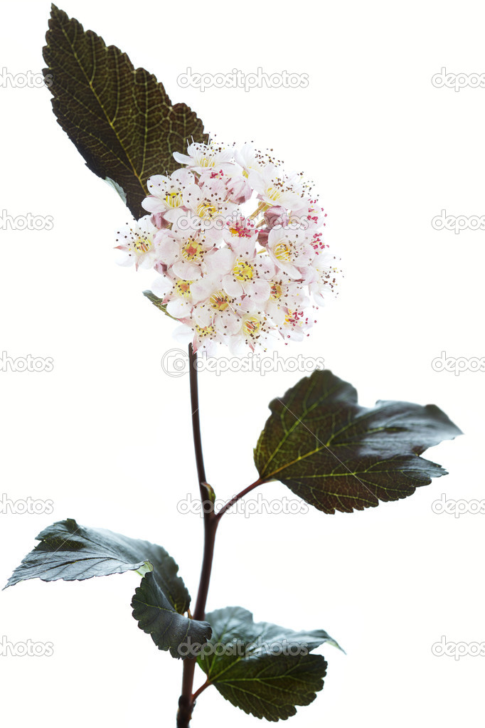 Blooming Ninebark (Physocarpus opulifolius) on white