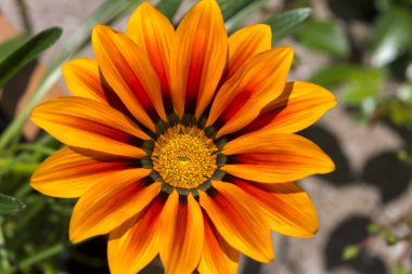 gün ortasında çiçek, gazania veya iceplant Çiçek Bahçe, closeup içinde