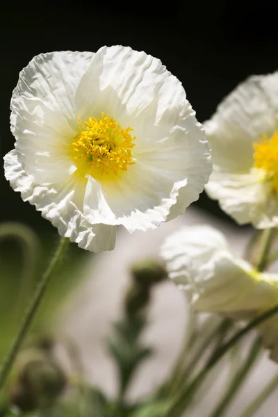 White Iceland poppy (Papaver nudicaule), closeup — Stock Photo, Image