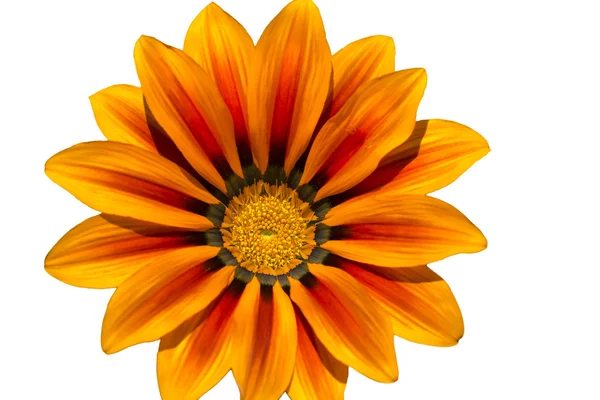 Midday flower, Gazania or iceplant flower on white — Stock Photo, Image