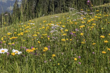 Alman Alpleri'nde, Bavyera kır çiçekleri