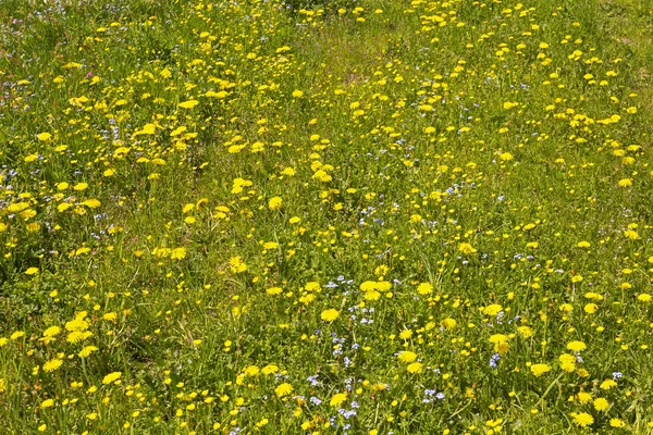 Wild flowers in the German alps, Bavaria — Stock Photo, Image