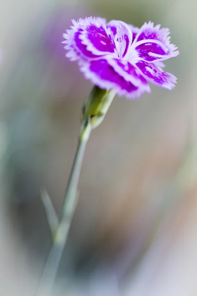 Dianthus barbatus oder süße Williamsblume, flach — Stockfoto
