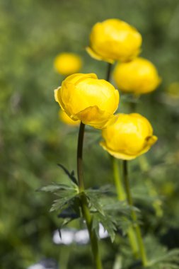 Küre-çiçek (trollius europaeus) Alpleri'nde, Almanya