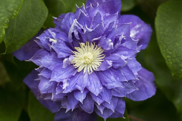 Blaue Clematis Blume Nahaufnahme — Stockfoto