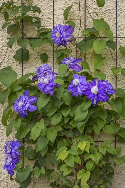 Blaue Klematisblüten klettern an einer Wand hoch — Stockfoto