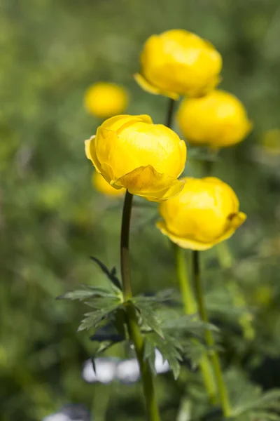 Globe-kukka (Trollius europaeus) Alpeilla, Saksa — kuvapankkivalokuva