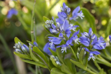 Alman Alpleri'nde polygala alpestris çiçek