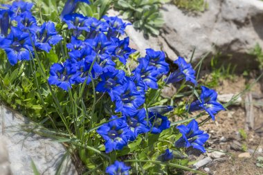Gentiana clusii flower or blue gentian in the German alps clipart
