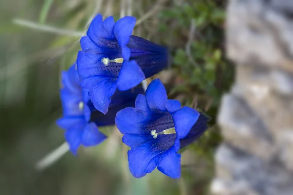 Gentiana clusii flower or blue gentian in the German alps — Stock Photo, Image