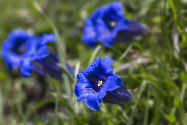 Enzian clusii Blüte oder blauer Enzian in den deutschen Alpen — Stockfoto