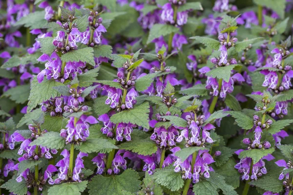 Red dead nettle (Lamium purpureum) — Stock Photo, Image