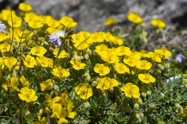 Ranunculus montanus flower in the German alps — Stock Photo, Image