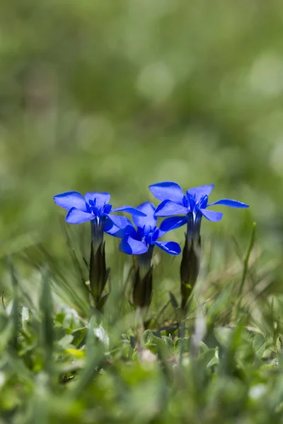 Gentiana verna virágok, vagy a tavaszi tárnics, a német-Alpokban — Stock Fotó