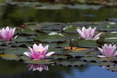 Nilüfer (Nymphaea) bir Havuzu