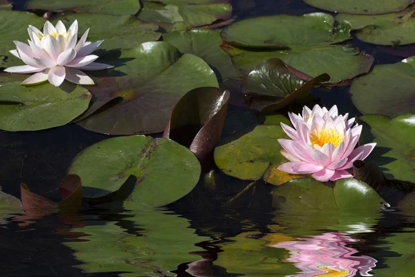 Water lily (Nymphaea) in een pool — Stockfoto