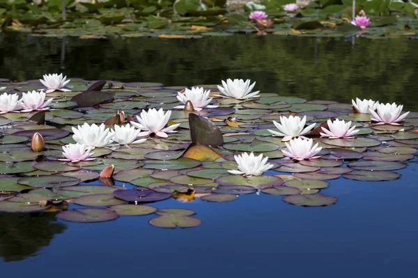 Water lily (Nymphaea) in een pool — Stockfoto