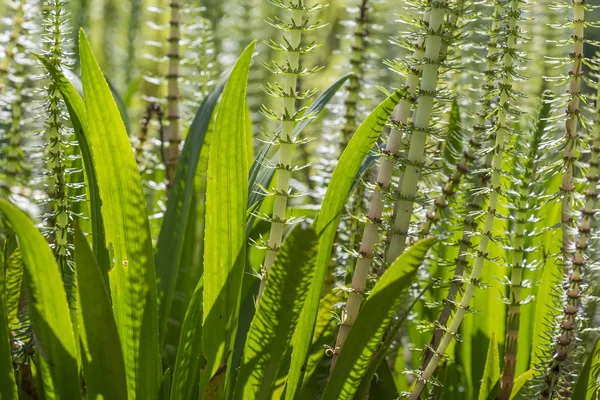 Hippuris vulgaris (gemeenschappelijk merries staart, paardestaart), close-up — Stockfoto