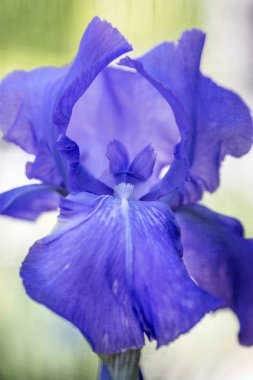 mavi iris çiçek beyaz