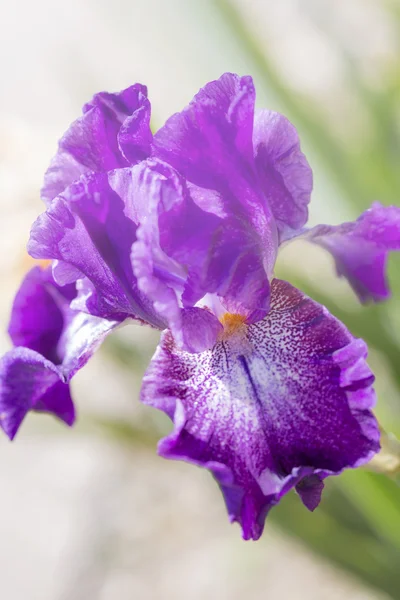 Primer plano de la flor del iris — Foto de Stock