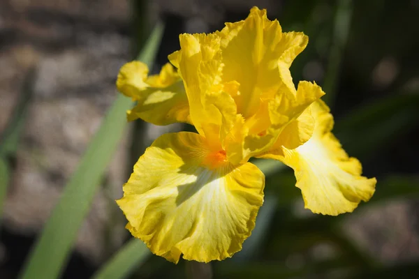 Iris jaune fleur gros plan — Photo